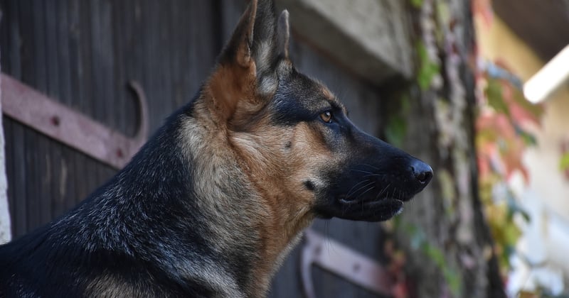 Podenco Hund: Charakter, Haltung und Pflege im Rasseporträt